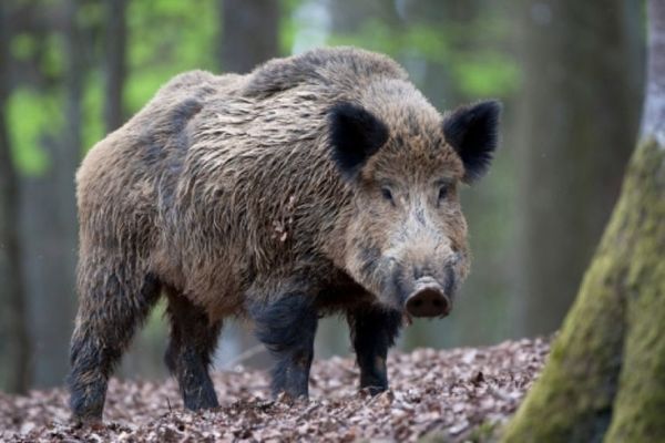 Українські кабани заразили російських побратимів африканською чумою свиней