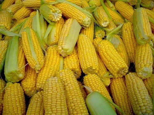 Производство кукурузы в ЕС снизится на 1,3 млн. тонн