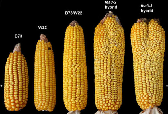 Американцы вывели двухголовую кукурузу