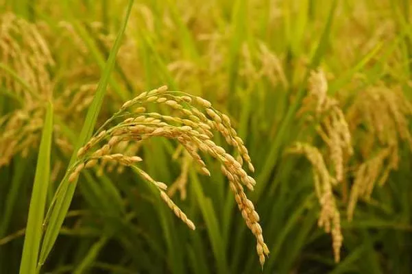На Херсонщині зібрали понад 43 тис. тонн рису