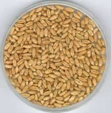 Американські селекціонери представили нові перспективні сорти пшениці