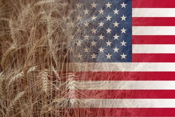 В США состояние посевов озимой пшеницы хуже, чем ожидалось