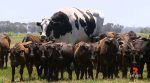 У Австралії знайшли бика вагою майже 1,5 тонни