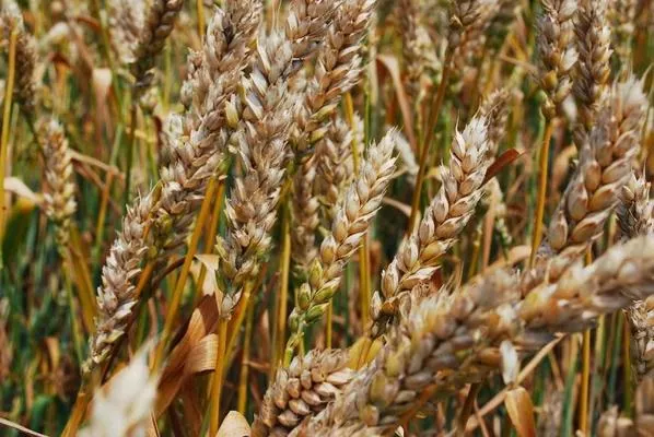 ИМК завершила уборку озимой пшеницы