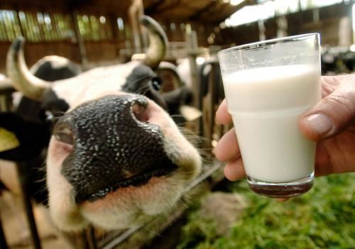 Вітчизняні фермери не планують згортати молочний бізнес, – опитування