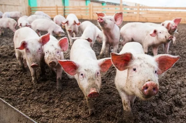 Ціни закупівлі живця свиней припинили падіння