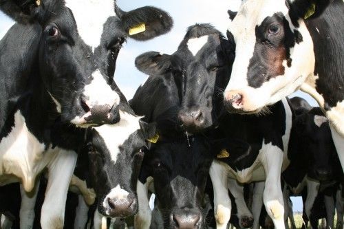 «Агроекологія» отримала статус племінного репродуктора рідкісних корів молочної породи