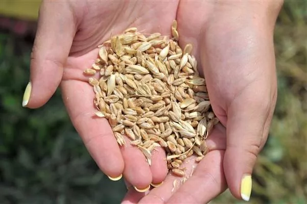 Найбільше зерна зібрали аграрії Вінниччини