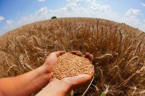 В октябре Китай нарастил импорт зерновых культур
