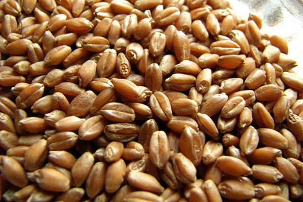 Индия. Пошлину на импорт пшеницы снизили до 10%