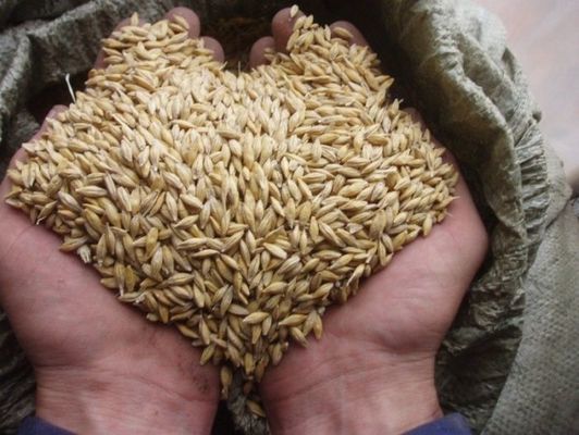 Саудовская Аравия закупила на тендере твердозерную пшеницу