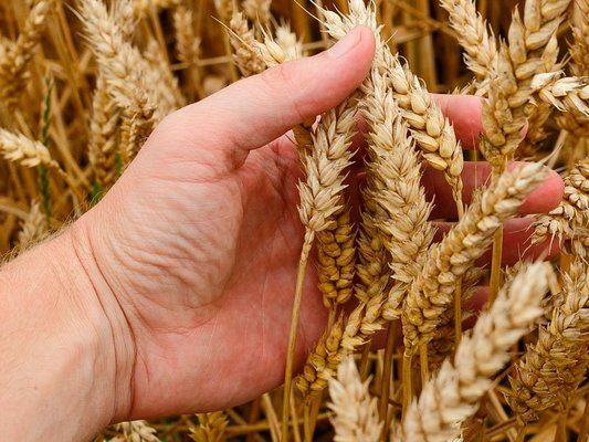 Евросоюз: кто нынче в лидерах экспорта пшеницы и ячменя