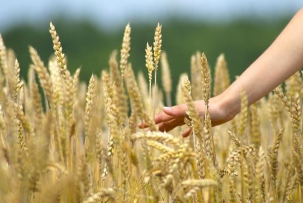 Депутати пропонують повернути спецрежим ПДВ для сільгоспвиробників