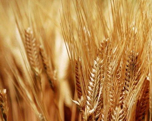 В Австралии ожидается существенное снижение урожая пшеницы и ячменя
