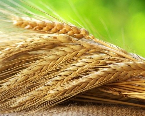 Аннексированный Крым экспортировал пшеницу за рубеж