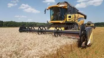 Валовий збір зернових у Чернігівській області зріс на 7%
