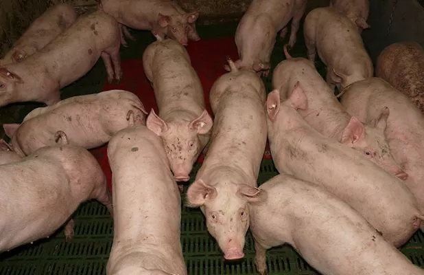 Закупочные цены на свинину в Украине снижаются