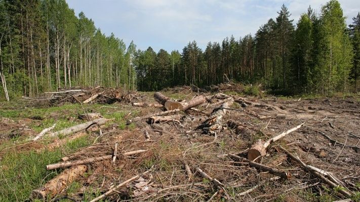 Всесвітній фонд природи: ситуація з незаконними вирубками у Карпатах гірша, ніж здавалося