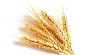 Індонезія підвищує вимоги до імпорту української пшениці