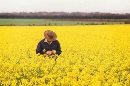 В 2017/18 МГ валовой сбор семян рапса в Индии может сократиться на 10%