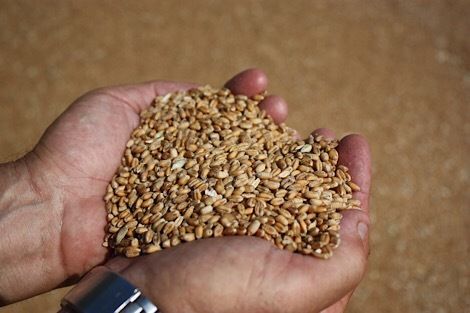 Снижаются мировые цены на пшеницу