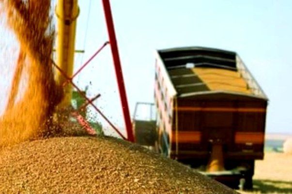 Виробництво зерна в Україні зросте на 13,4%
