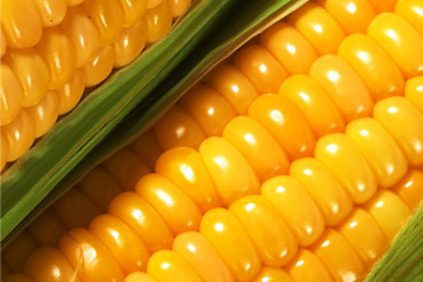 Закупочные цены на кукурузу в Украине продолжают падать