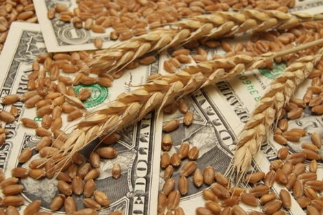ГФС разоблачила схему незаконного экспорта зерна на Николаевщине