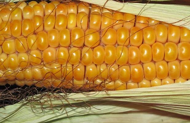 DuPont Pioneer к новому сезону подготовила новинки гибридов кукурузы