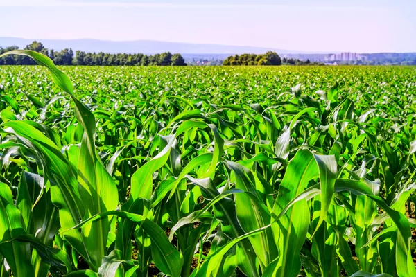 Засуха в Румынии привела к снижению урожая кукурузы до 4-летнего минимума