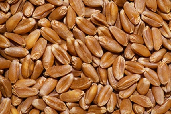 ЮАР импортировала 109 тыс. т украинской пшеницы