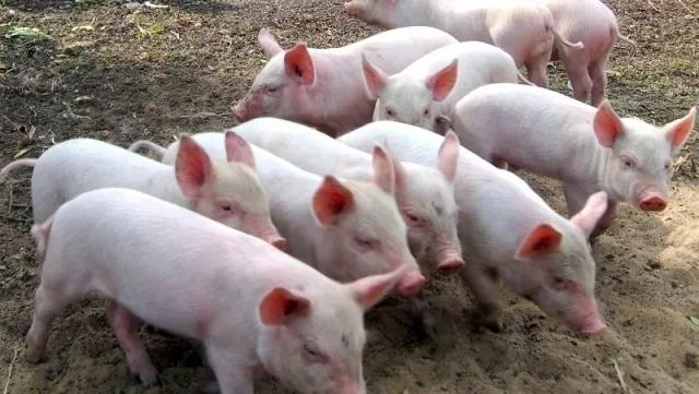 На Київщині відкрили сучасний свинокомплекс