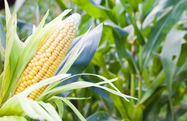 Кращих цін на кукурудзу не буде – експерт пояснив причини