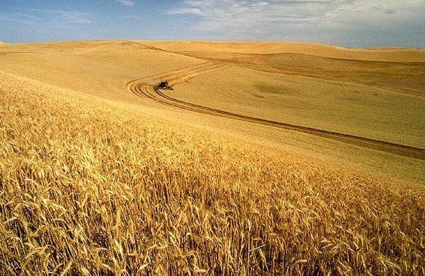МСХ США повысило прогноз экспорта пшеницы из Украины