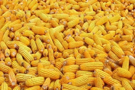 Экспорт украинской кукурузы в 2017/18 МГ является минимальным за 7 последних сезонов 