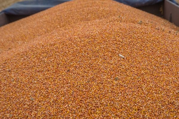 Китай намерен экспортировать 2 млн т кукурузы