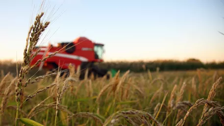 Урожай рису на Херсонщині склав 45 тис. тонн