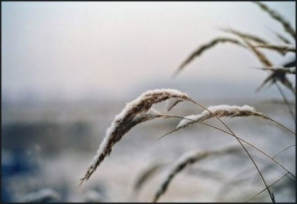 Всходы озимых зерновых в Украине получены на 98%