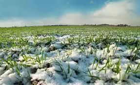 Посіви озимих на Київщині входять у зиму в досить доброму стані