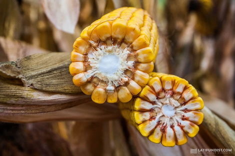  Украина может экспортировать меньше кукурузы, чем прогнозирует USDA