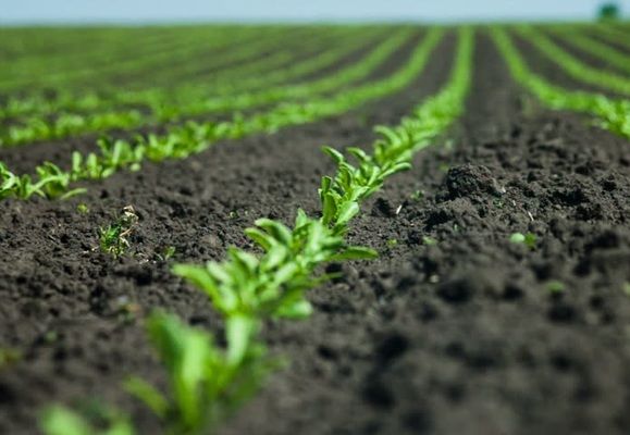 В Украине в январе-ноябре сельхозпроизводство снизилось на 2,8% – Госстат