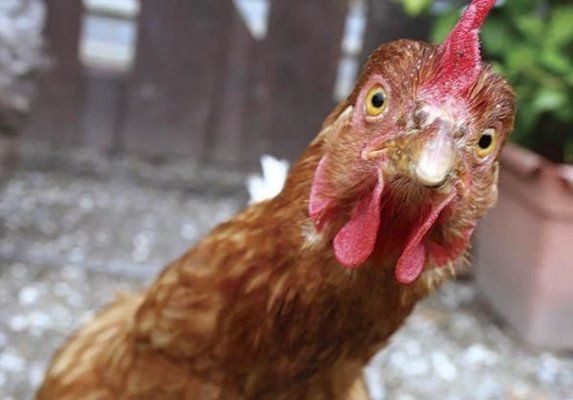 Сингапур открыл рынок для украинской курятины