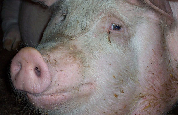 Предприятия Украины сократили продажи свинины на убой