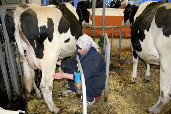  Впервые за 8 лет в мире стали меньше пичкать животных антибиотиками 
