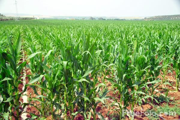 Бразилия: площади сева под кукурузой сафринья будут минимальными за последние 3 года