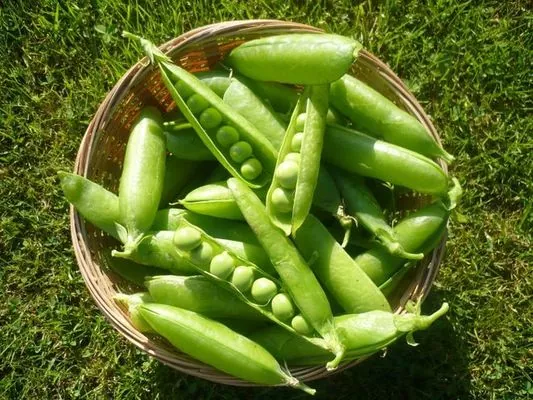 Горох возглавляет овощной экспорт из Украины в 2017 году