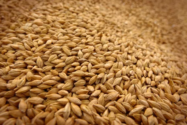 Производство пшеницы в ЕС уменьшится на 6% — IGC