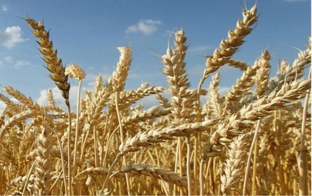 Оценка экспорта французской мягкой пшеницы в 2017/18 МГ снижена