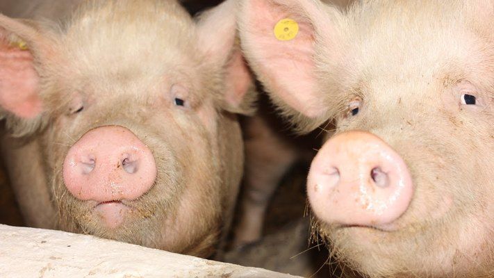 Селяне сокращают объемы продаж свиней на убой