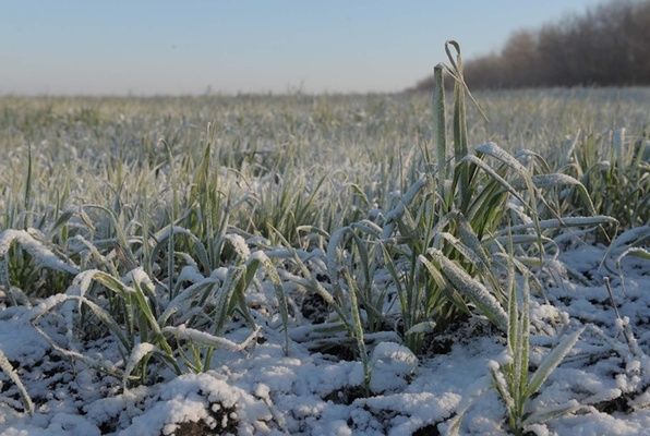 Озимая пшеница на полях "Бучачагрохлебпром" находится в хорошем состоянии